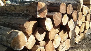 Teak Wood Cutting | Saw Mill | Wood Cutting in Indian Saw Mill | Teak Wood | Timber depot