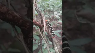 The process of making friends with a Caterpie, Caterpillar