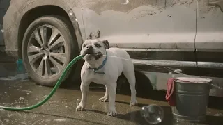 Funny Commercial Dog Car Wash Subaru