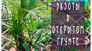 Экзоты в открытом грунте / Пальмы  / Exotic plants in open ground / Palm trees