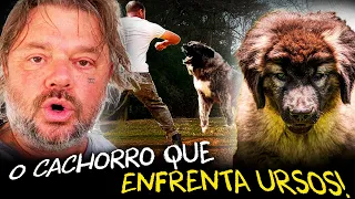 PASTOR DO CÁUCASO: A RAÇA QUE ENFRENTA URSO!