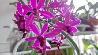 Vandachostylis Pinky.