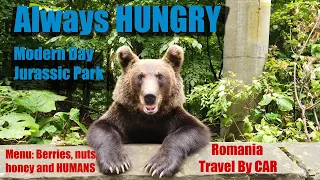 Travel by Car in Romania is Beyond Belief! - Hungry Bears Everywhere!