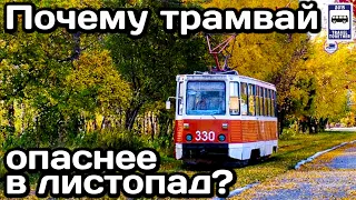 ❓Почему трамваи опаснее в листопад? | Why are trams more dangerous in leaf fall?