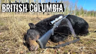 British Columbia Spot and Stalk Bear Hunt - Catch, Clean and Cook