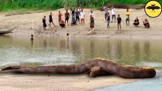 5 Prehistoric Snakes Caught on Camera & Spotted in Real Life.