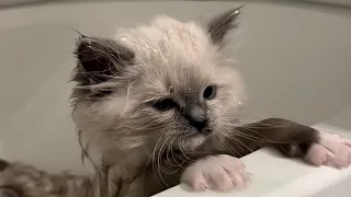 10 week old kittens get their first bath