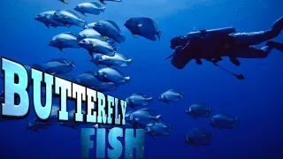 Butterfly fish / Isdang Paruparu | Divertech tv