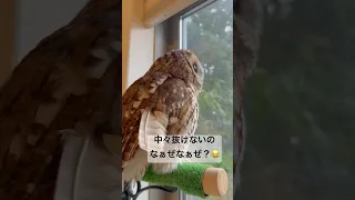 換羽期突入。今年はよく抜ける🪶#owl #tawnyowl #換羽期 #ふくろう #shorts #フクロウ #cute #ふくろうのいる暮らし