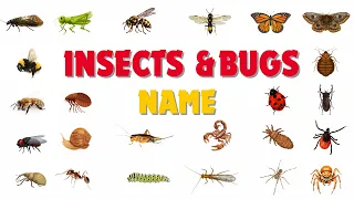 Insects & Bugs Vocabulary l +40  Insects & Bugs names In English With Pictures l Insects Name