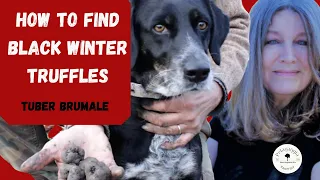 How to find black winter truffles