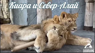 Львята  Север-Алай и Киара ❤ Вдвоём веселее 🥰 #lion #animals #челябинск