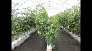 Beefsteak Tomato Growing in Soil VS  Growing in Hydroponics WOW!