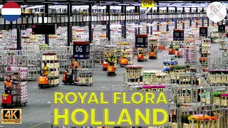 ROYAL FLORA HOLLAND │NETHERLANDS.  Just incredible! Here's the largest flower auction in the world.