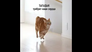 Тыгыдык требуют наши сердца!