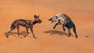 How Wild Dog Attack Hyena