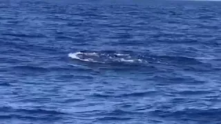 KMMN first ever footage of Orcas in Watamu Kenya