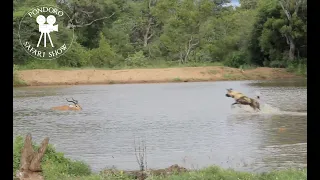 African wild dogs chase impala into water