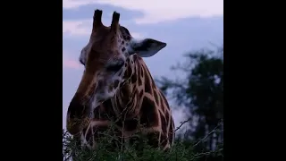 Giraffe the tallest animal in the world.#short_video.#shorts.#KONHARA_FUN.