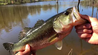 How to Stock a Pond for FREE. Creating a Monster Bass Pond.