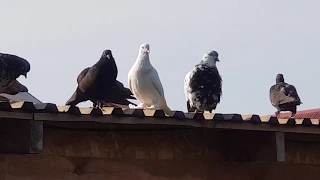 11.06.19. Утром приподнял голубей.  In the morning raised the pigeons.