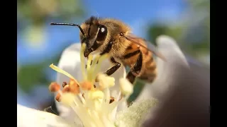 Honey bees during eclipse