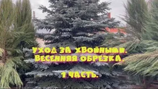 Уход за хвойными. Весенняя обрезка. 1 часть. Питомник 🌹 и 🌲 Е. Иващенко