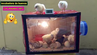 Como Hacer una Incubadora Casera Para Huevos de Gallina || Incubadora de pollos