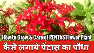 How to Grow & Care of PENTAS Flower Plant / कैसे लगाये पेंटास का पौधा ?