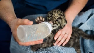 Adorable Newborn Leopard Cubs Hand Fed