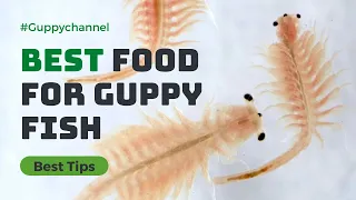 Best Food for Guppy Fish – How to Feed Your Guppies