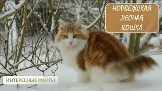 НОРВЕЖСКАЯ ЛЕСНАЯ КОШКА🐈/Кошки/Животные/Интересные факты