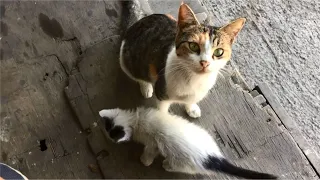 Hungry Mom Cat Wants Affection & Her Cute Kitten Scared Of Me, Anak Kucing Lucu, Stray Cats Meowing