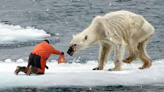 ¡Estos animales pidieron ayuda y bondad a la gente!