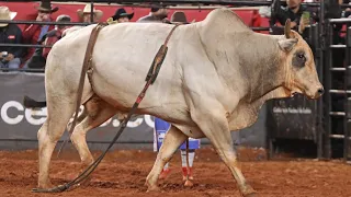 SEMI FINAL EM TOUROS - Rodeio de BARRETOS 2023 (4K)