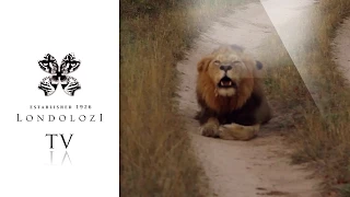 Fourways Male Lion Roaring in Road - Londolozi TV