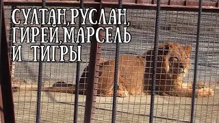 ❤️Привет из "Тайгана" передают РУСЛАН(Зайка), МАРСЕЛЬ и друзья! Life of #lions.Taigan.