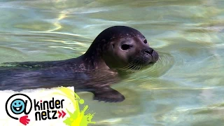 OLI bei den Seehunden | OLI's Wilde Welt | SWR Kindernetz