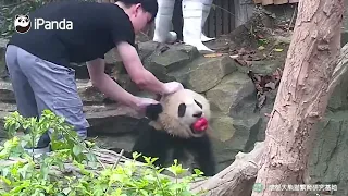 Няни для панды купают бальших панд