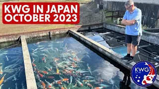 Koi selecting trip to Japan