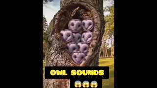 Owls sounds😱#owl #owlsounds #trendingshorts #shorts #short