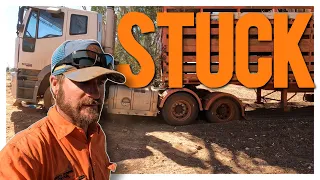 Wild Encounters and Stuck Trucks: Day 3 of Outback Mustering!