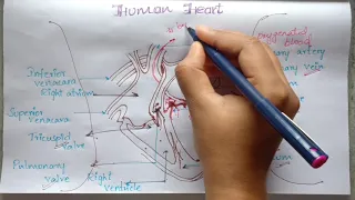 #structure and function of human heart ...in Telugu...