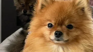 Kleiner Teacup Pomeranian Zwergspitz bellt und niest 🐾😂 lasst mal eure Hunde hören #pomeranian