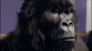 Cadbury's Gorilla Playing Drums - Advert Commercial