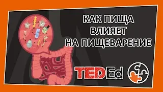 🔶Как пища влияет на наше пищеварение [TED-Ed на русском]