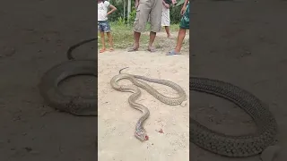 banakon king Cobra nakuha xa purok 10 bacungan Magsaysay Davao Del Sur