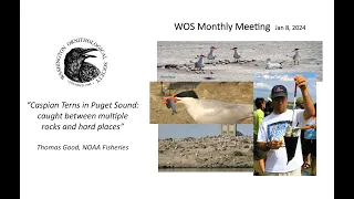 Tom Good: "Caspian Terns in  Puget Sound," WOS Monthly Meeting, January 8, 2024