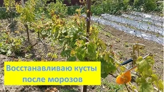 Восстанавливаю кусты  винограда после морозов.