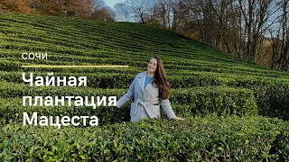 СОЧИ. Чайная плантация Мацеста. Экскурсия в Сочи с маленьким ребёнком. Как растёт чай?